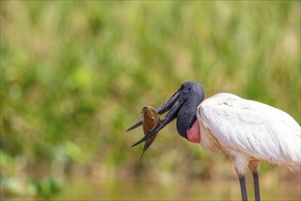 Jabiru (Jabiru mycteria) Pantanal Brazil