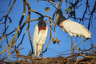 Jabiru (Jabiru mycteria) Pantanal Brazil