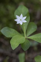 Chickweed wintergreen (Trientalis europaea), Emsland, Lower Saxony, Germany, Europe