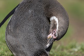 Humboldt penguin (Spheniscus humboldti) preens itself, occurrence in South America, captive,