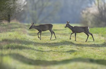 European roe deers (Capreolus capreolus) in winter coat, winter cover running across a field path,