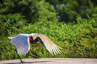 Jabiru (Jabiru mycteria) Pantanal Brazil