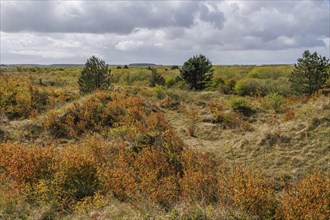 Wide landscape in the beginning of autumn, characterised by green and brown bushes and cloudy