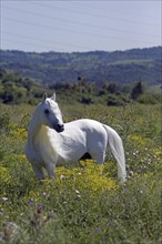 Arabian, Horse, Hinterland, Andalusia, Spain, Europe