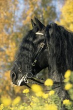 Friesian, Friesian horse