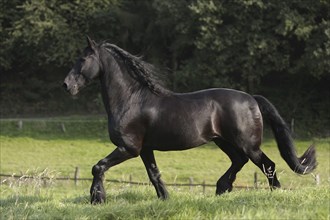 Friesian, Friesian horse