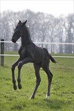 Hanoverian, foal