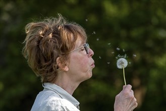 Woman blowing Pustblume, Boizenburg, Mecklenburg-Vorpommern, Germany, Europe