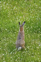 A brown hare (Lepus europaeus) seen from behind standing in a green meadow surrounded by grass and