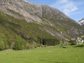 Green meadow with grazing animals next to a mountain and tree-covered hill, green meadow in spring