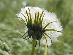 Common dandelion (Taraxacum), close-up with focus stacking, near Ratten, Styria, Austria, Europe