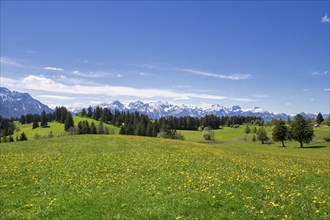 View of the Allgaeu Alps, dandelion meadow, snow, forest, Ostallgaeu, Buching, Allgaeu, Bavaria,