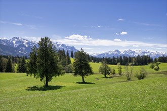 View of the Allgaeu Alps, dandelion meadow, snow, forest, Ostallgaeu, Buching, Allgaeu, Bavaria,