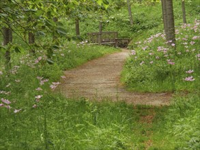A path leading to a bench in a quiet wooded area surrounded by greenery, small winding path between