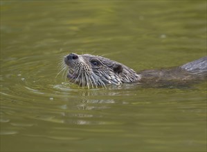 European otter (Lutra lutra) swimming in water captive, Germany, Europe