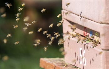Western honey bee (Apis mellifera) at the hive, Thuringia, Germany, Europe