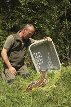 European roe deer (Capreolus capreolus) fawn rescue, fawn rescued in front of mowing is released