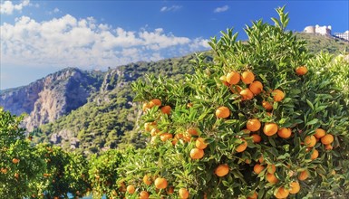 Orange tree with ripe oranges in the foreground, mountainous landscape and blue sky with clouds in