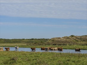 Several cows standing in the water, surrounded by meadow and hills under a clear blue sky on a