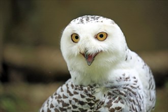 Snowy owl (Bubo scandiacus)