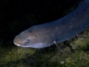 Portrait of a curious eel (Anguilla anguilla) peering through the dark water. Dive site