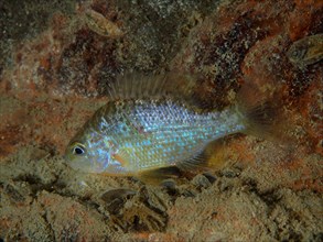 A fish with iridescent scales, pumpkinseed sunfish (Lepomis gibbosus), rests on the sandy bottom of