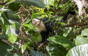 White-headed capuchin (Cebus imitator), walking on a branch between leaves, Tortuguero National