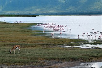 Thomson's Gazelle (Eudorcas thomsonii) and Lesser flamingos (Phoeniconaias minor), Ngorongoro