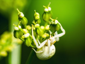 Flower Crab Spider, Misumena, spider on white folwers