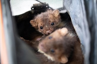Beech marten (Martes foina), practical animal welfare, two young animals in a transport box in a