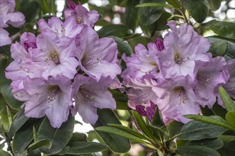 Rhododendron blossoms (Rhododendron), Emsland, Lower Saxony, Germany, Europe