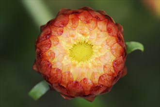 Immortelle or garden immortelle (Helichrysum bracteatum, Xerochrysum bracteatum), flower,