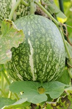 Siam pumpkin (Cucurbita ficifolia), fruit, useful plant, North Rhine-Westphalia, Germany, Europe