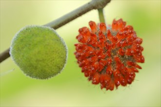 Paper mulberry tree or paper mulberry (Broussonetia papyrifera), ripe and unripe fruit, native to