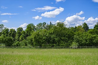 A sunny meadow in front of a forest under a blue sky with fluffy clouds, Emmen, Lucerne,