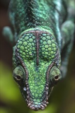 Panther Chameleon, terrarium in the Nuremberg Zoo, Nuremberg, Middle Franconia, Bavaria, Germany,