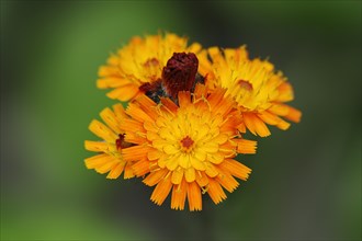 Fox-and-cubs (Hieracium aurantiacum), flowers, North Rhine-Westphalia, Germany, Europe