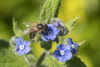 Honey bee (Apis mellifera) on Spanish ox tongue (Pentaglottis sempervirens), Emsland, Lower Saxony,