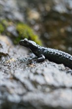 Alpine salamander (Salamandra atra), on damp stone, Hohenschwangau, Allgaeu, Bavaria