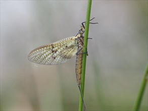 Dragonfly, rats, Styria, Austria, Europe