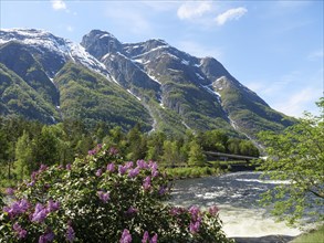 Mountain landscape with river, flowers and snow-capped peaks on a clear spring day, spring