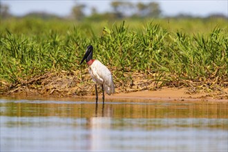 Jabiru (Jabiru mycteria) Pantanal Brazil