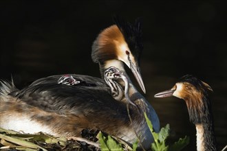Close-up of a great crested grebe (Podiceps scalloped ribbonfish) carrying its chicks on its back.