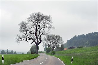 Country road with bare trees near fog, Allgaeu, Swabia, Bavaria, Germany, Europe