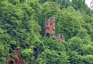 Schadeck Castle, also known as the Swallow's Nest, four-castle town of Neckarsteinach,