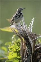 Meadow Pipit (Anthus pratensis), Emsland, Lower Saxony, Germany, Europe