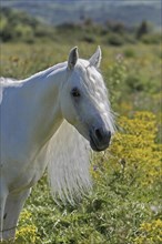 Arabian, Horse, Portrait