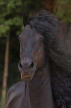 Friesian, Friesian horse