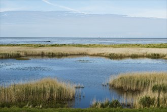 Lagoon and beach, Wadden Sea, Schillig, Wangerland, East Frisia, Lower Saxony, Germany, Europe