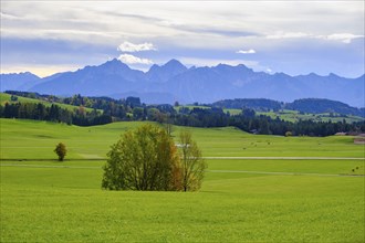 At the Egg viewpoint, in the background Ammergau and Allgaeu Alps, Steingaden, Upper Bavaria.